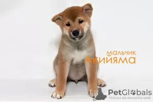 Photo №3. Shiba Inu puppies. Russian Federation