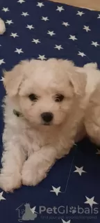 Photo №2 to announcement № 85862 for the sale of bichon frise - buy in Poland breeder