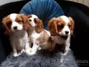 Photo №1. cavalier king charles spaniel - for sale in the city of Looe | 426$ | Announcement № 11283