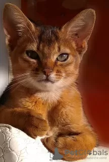 Photo №1. abyssinian cat - for sale in the city of Gomel | 658$ | Announcement № 8913