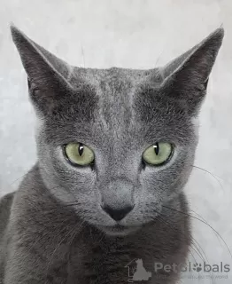 Photo №2 to announcement № 119139 for the sale of russian blue - buy in Azerbaijan private announcement