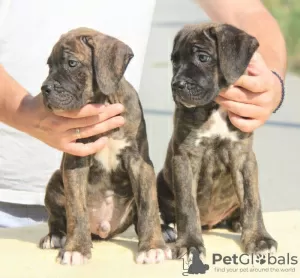 Photo №4. I will sell cane corso in the city of Vršac. breeder - price - negotiated