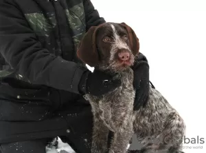 Additional photos: German Wirehaired Pointer ZKwP FCI female