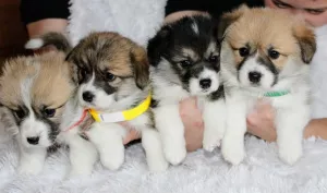 Additional photos: Welsh Corgi Pembroke Puppies