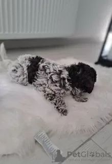 Additional photos: Lagotto Romagnolo puppies