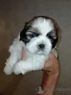 Photo №4. I will sell lhasa apso, shih tzu in the city of Vilnius. private announcement, from nursery, breeder - price - 634$