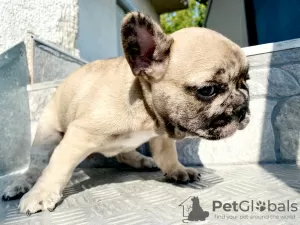 Additional photos: French bulldog puppy