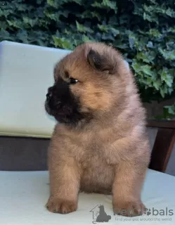 Additional photos: Chow Chow puppies for sale