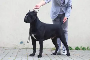 Additional photos: Dog Cane Corso for knitting