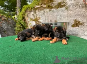 Photo №2 to announcement № 118736 for the sale of german shepherd - buy in Germany private announcement