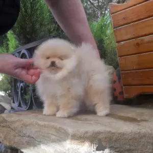 Additional photos: Szpic Pomeranian puppies male and female puppies.