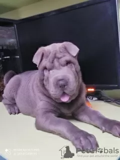 Photo №3. Shar Pei blue color. Ukraine