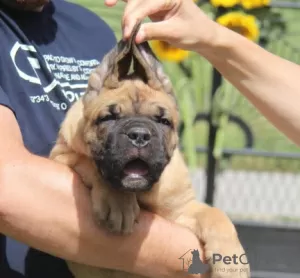 Additional photos: Cane Corso puppies