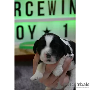 Additional photos: FCI Kennel Forcewind / English Springer spaniel /