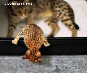 Photo №3. serval and caracal kittens available. Ukraine