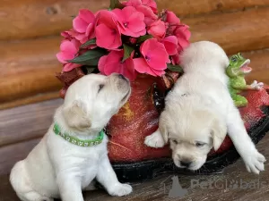 Photo №3. Labrador puppies from a breeder. Russian Federation