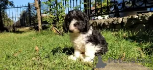 Additional photos: CAVAPOO tricolor puppy