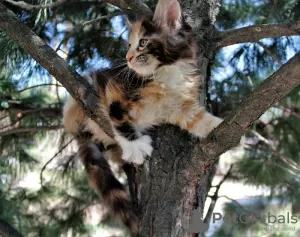 Photo №3. Tortoiseshell Maine Coon cat. Russian Federation