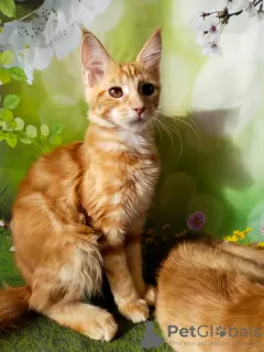 Photo №1. maine coon - for sale in the city of Ryazan | negotiated | Announcement № 18367