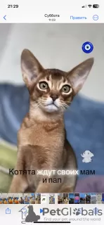 Additional photos: Abyssinian kittens