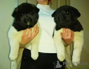 Photo №4. I will sell american akita in the city of Kramatorsk. from nursery - price - negotiated