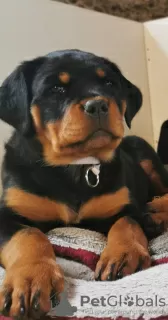 Photo №4. I will sell rottweiler in the city of Rezekne. breeder - price - negotiated