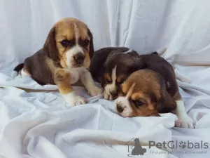 Photo №4. I will sell beagle in the city of Koceljeva.  - price - negotiated