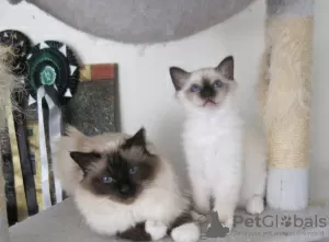 Photo №1. birman - for sale in the city of Bonn | 264$ | Announcement № 123375