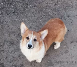 Additional photos: welsh corgi pembroke