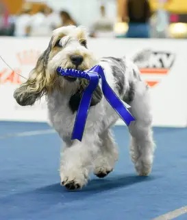 Photo №4. I will sell petit basset griffon vendéen in the city of Moscow. from nursery - price - 629$