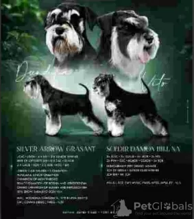 Photo №1. schnauzer - for sale in the city of Belgrade | negotiated | Announcement № 117003