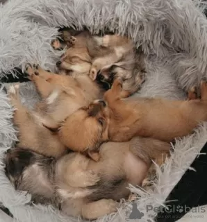 Additional photos: 2 long coat purebred, Chihuahuas