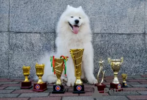 Photo №1. Mating service - breed: samoyed dog. Price - negotiated