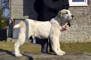 Additional photos: Sale of puppies of the Central Asian Shepherd Dog (Alabai).