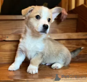 Photo №1. welsh corgi - for sale in the city of Freiburg im Breisgau | negotiated | Announcement № 31940