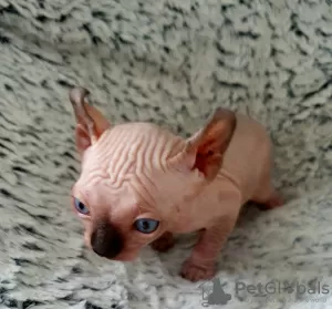 Photo №4. I will sell sphynx-katze in the city of Яроцин. breeder - price - 631$