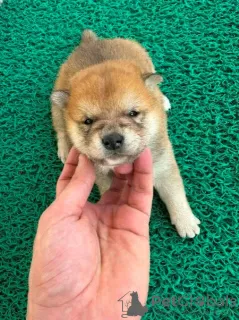 Photo №2 to announcement № 122564 for the sale of shiba inu - buy in Serbia 