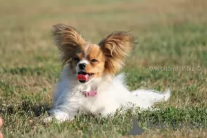 Additional photos: Papillon, bred bitch