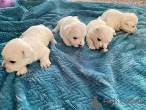 Photo №2 to announcement № 19313 for the sale of west highland white terrier - buy in Lithuania private announcement