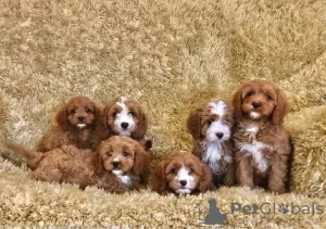 Photo №1. cavalier king charles spaniel - for sale in the city of Mäntsälä | Is free | Announcement № 129438