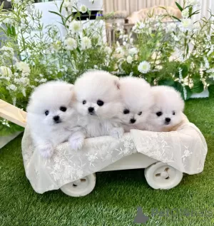 Photo №1. pomeranian - for sale in the city of Four Corners | 390$ | Announcement № 110724