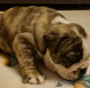 Additional photos: English bulldog boy