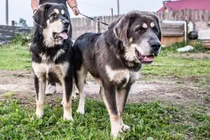 Photo №4. I will sell tibetan mastiff in the city of Permian. from nursery, breeder - price - negotiated