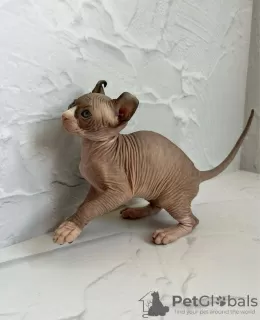 Photo №4. I will sell sphynx cat in the city of Orlando. private announcement, breeder - price - negotiated