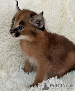 Photo №2 to announcement № 99581 for the sale of caracal - buy in United States private announcement, from nursery, from the shelter