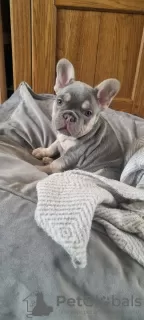 Photo №2 to announcement № 130607 for the sale of french bulldog - buy in Denmark private announcement