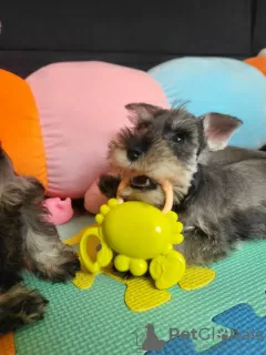 Additional photos: Miniature Schnauzer