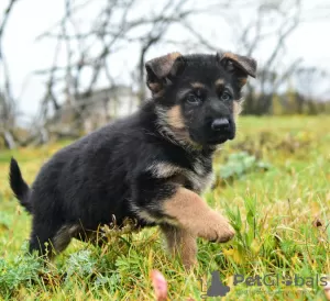 Photo №3. German Shepherd puppies. Belarus