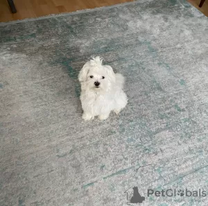 Additional photos: original maltese terrier