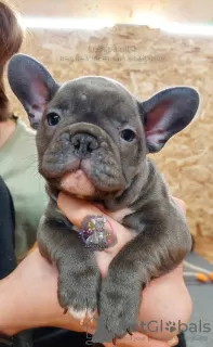 Photo №1. french bulldog - for sale in the city of St. Petersburg | 1041$ | Announcement № 34718